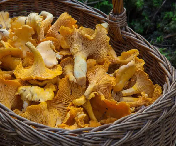Durant son séjour Bordeaux, il est incontournable de déguster des girolles au restaurant, la table de 3 propose les plus fraîches
